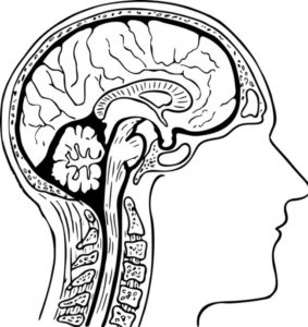 anatomy-brain-cross-section-head