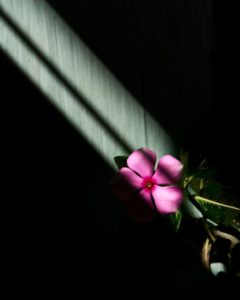 a-flower-blooming-in-shadow
