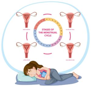 shows-different-stages-of-a-menstrual-cycle