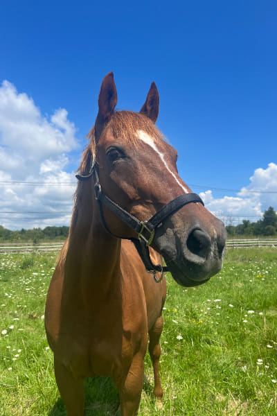 sophie-joseph's-horse-lola