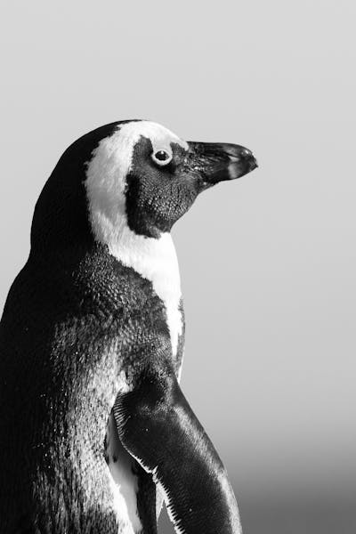 monochrome-photo-of-penguin