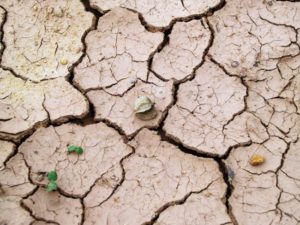 drought-ridden-soil-of-vidarbha-region-india