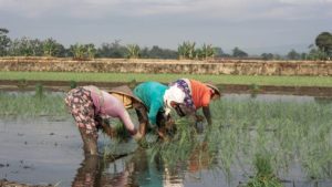Women planting rice seedlings in a flooded field.