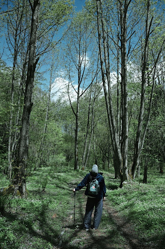 Person walking on a sunlit forest path, giving ideas time to incubate.