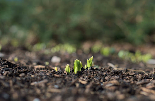 Seedlings sprouting from fresh soil, symbolizing a creativity course that keeps growing.